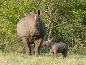 Travel Zimbabwe and South Africa – Safari! Image 11