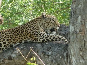 Travel Zimbabwe and South Africa – Safari! Image 13
