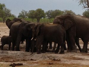 Travel Zimbabwe and South Africa – Safari! Image 5